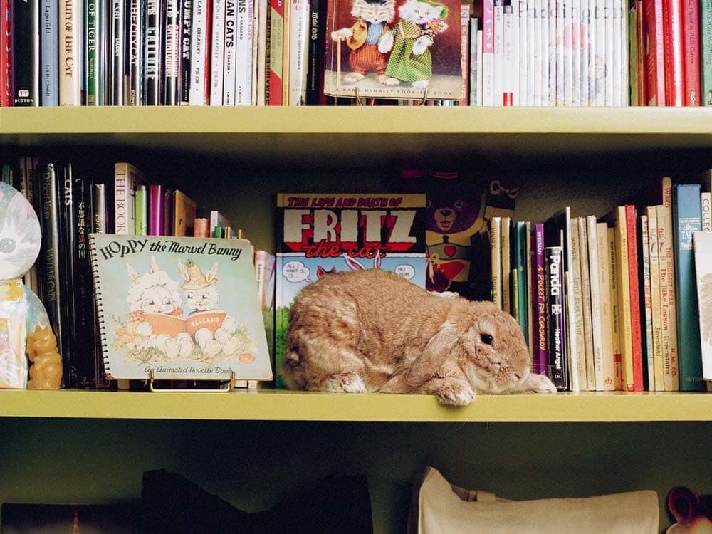 Curl Up with a Book and a Kitten at Pillow-Cat Books