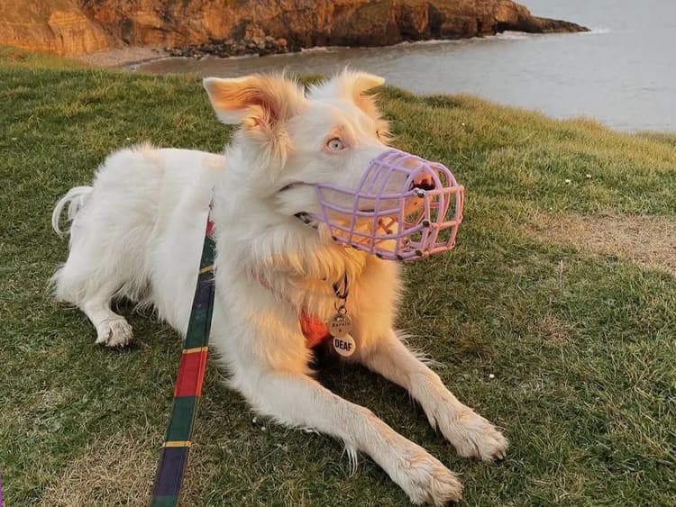 Muzzle Up Project Wants You to Remove Your Judgment Goggles When You See a Muzzled Dog