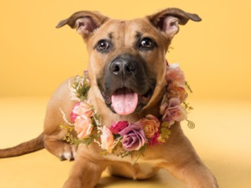Nala the dog