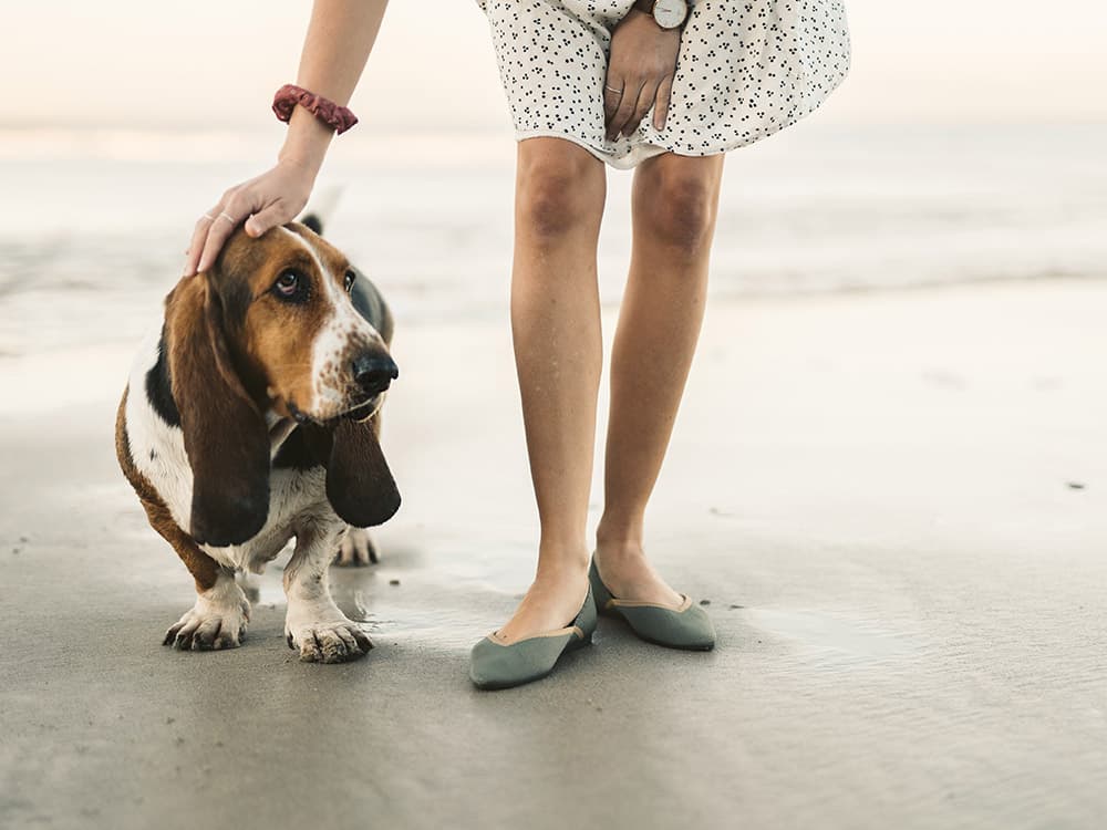 Basset Hound