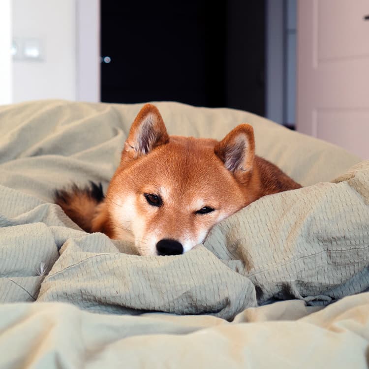 6 Signs Your Dog Isn’t Getting Enough Sleep