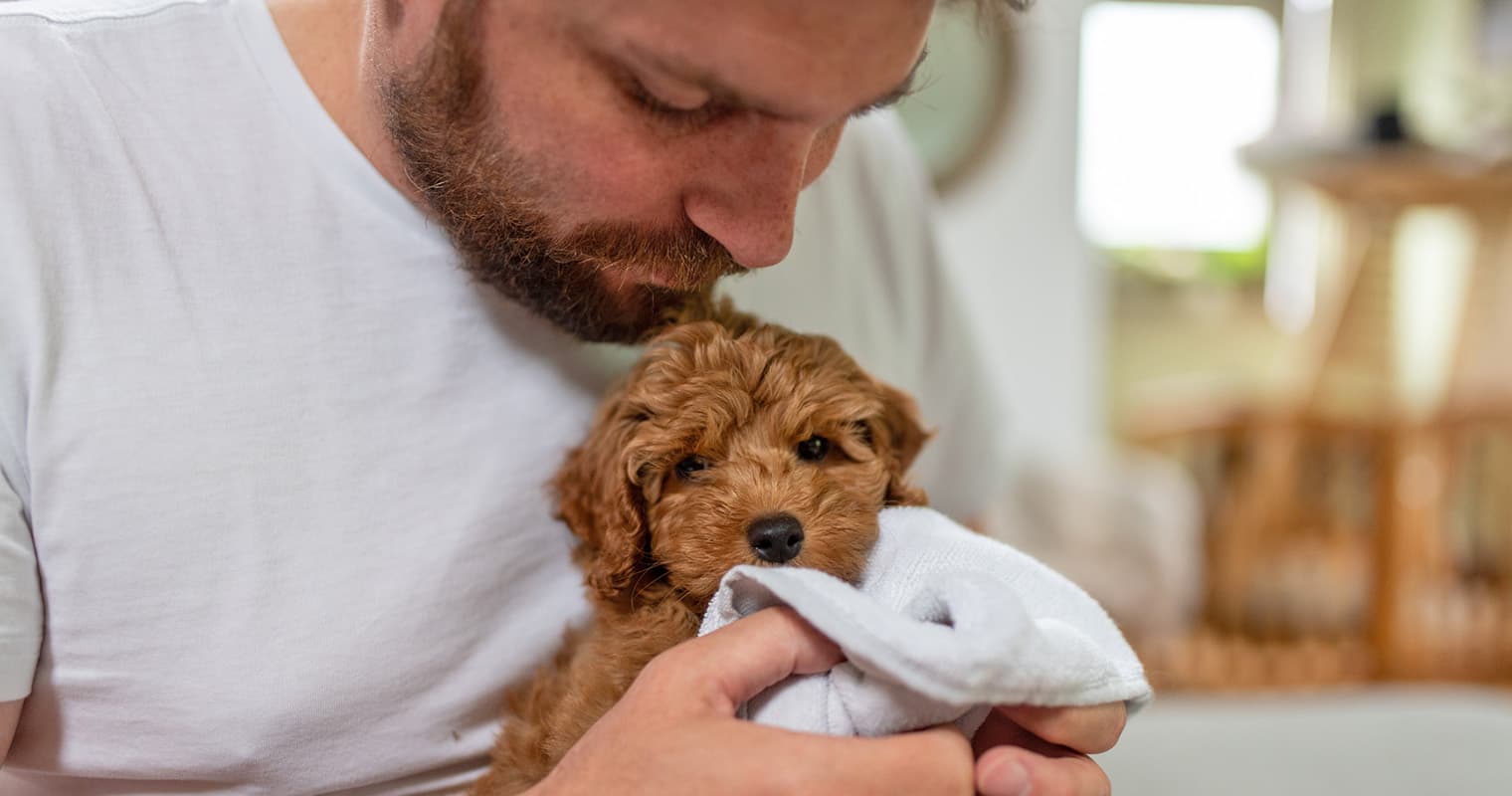 Rescuing a Puppy Mill Dog: A Step-by-Step Guide
