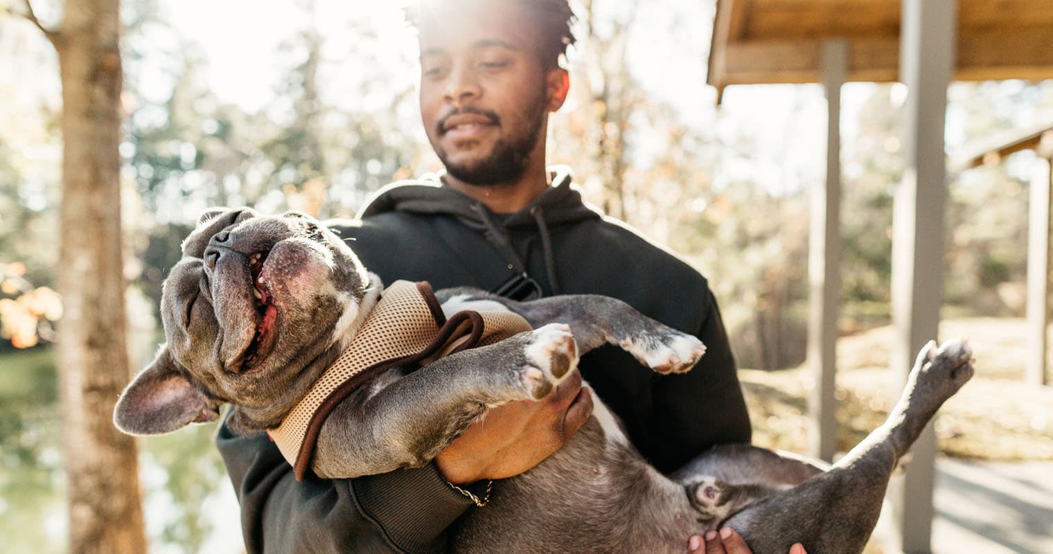 Bulldog Breeds: Understanding the French Bulldog