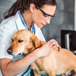 Vet-Recommended Flea-and-Tick Treatments