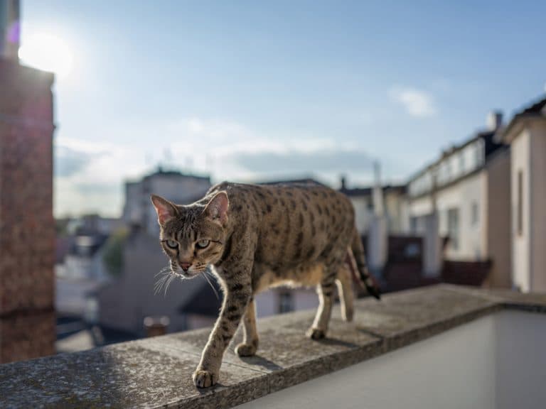 Savannah cat