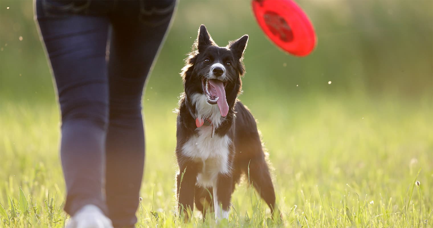 How Long Does the Humane Society Keep Border Collies?