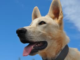 Does Your Dog Need a Dentist?
