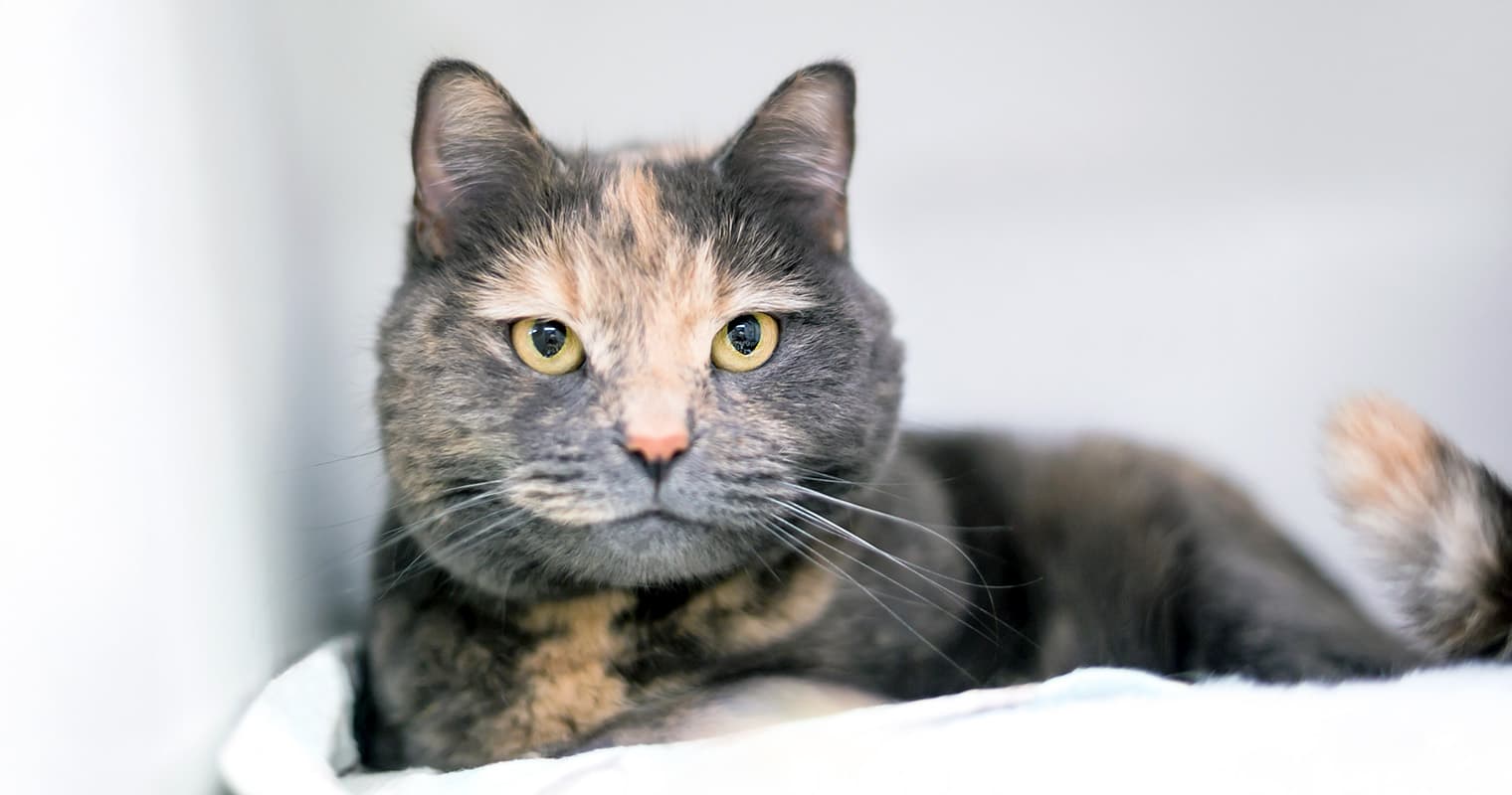Dilute Tortoiseshell Cat: Muted Cat Coloring