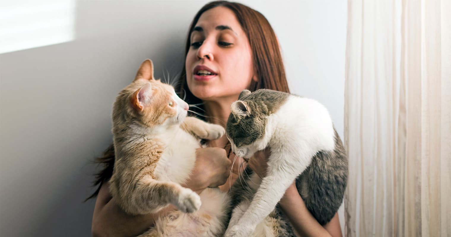 How Do I Get My Cats To Like Each Other?