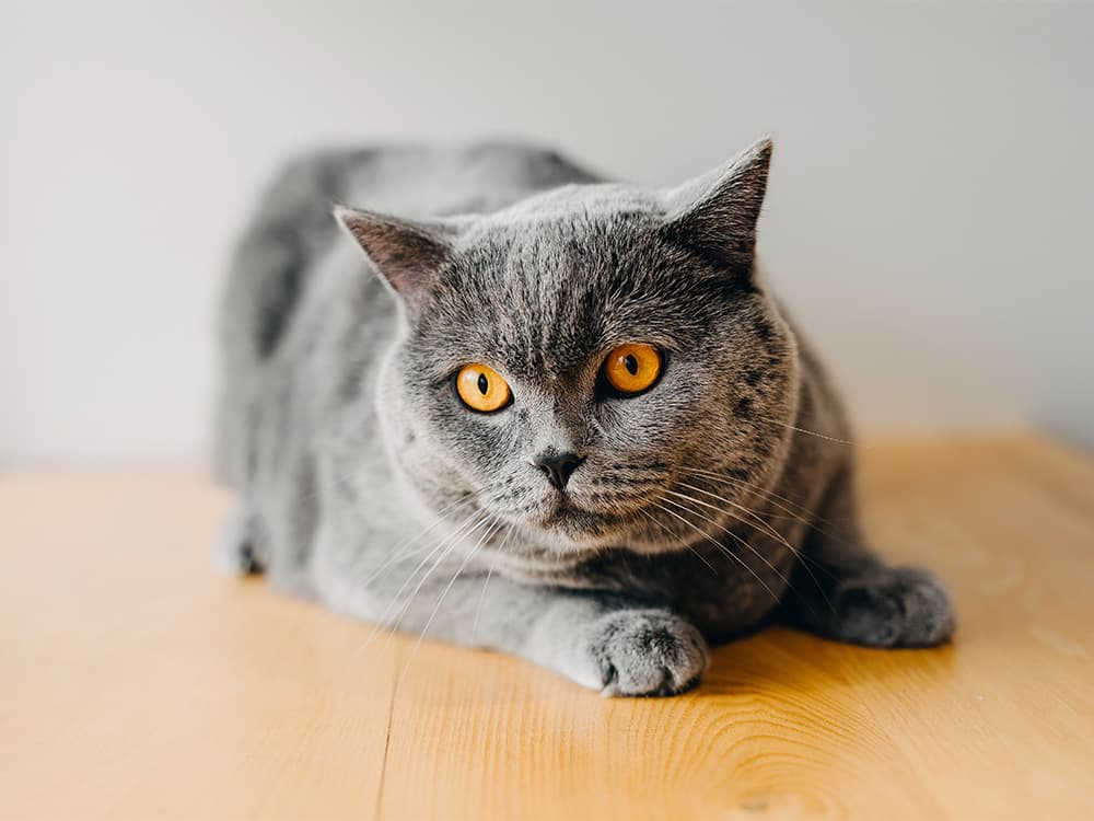 british shorthair cat on table