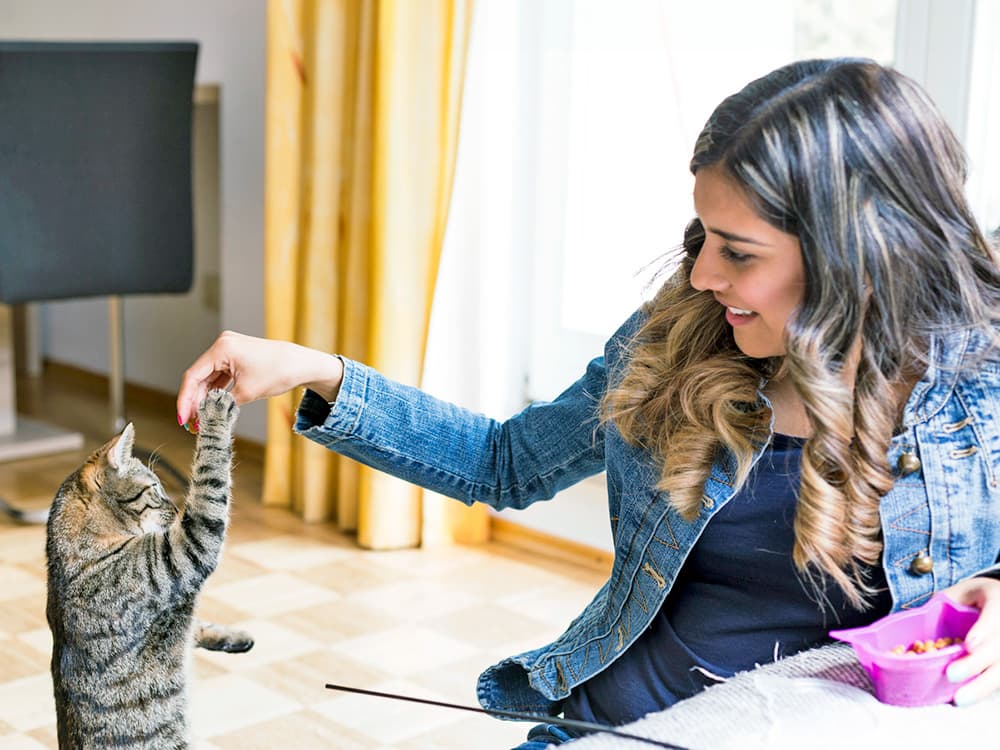 How to Train a Kitten