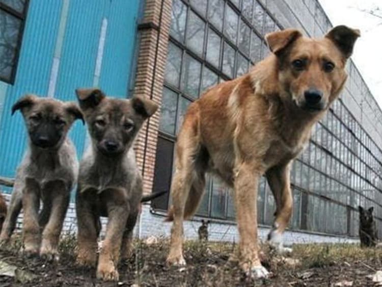Australian Vet Dr. Lachlan Campbell on Saving Animals in Ukraine
