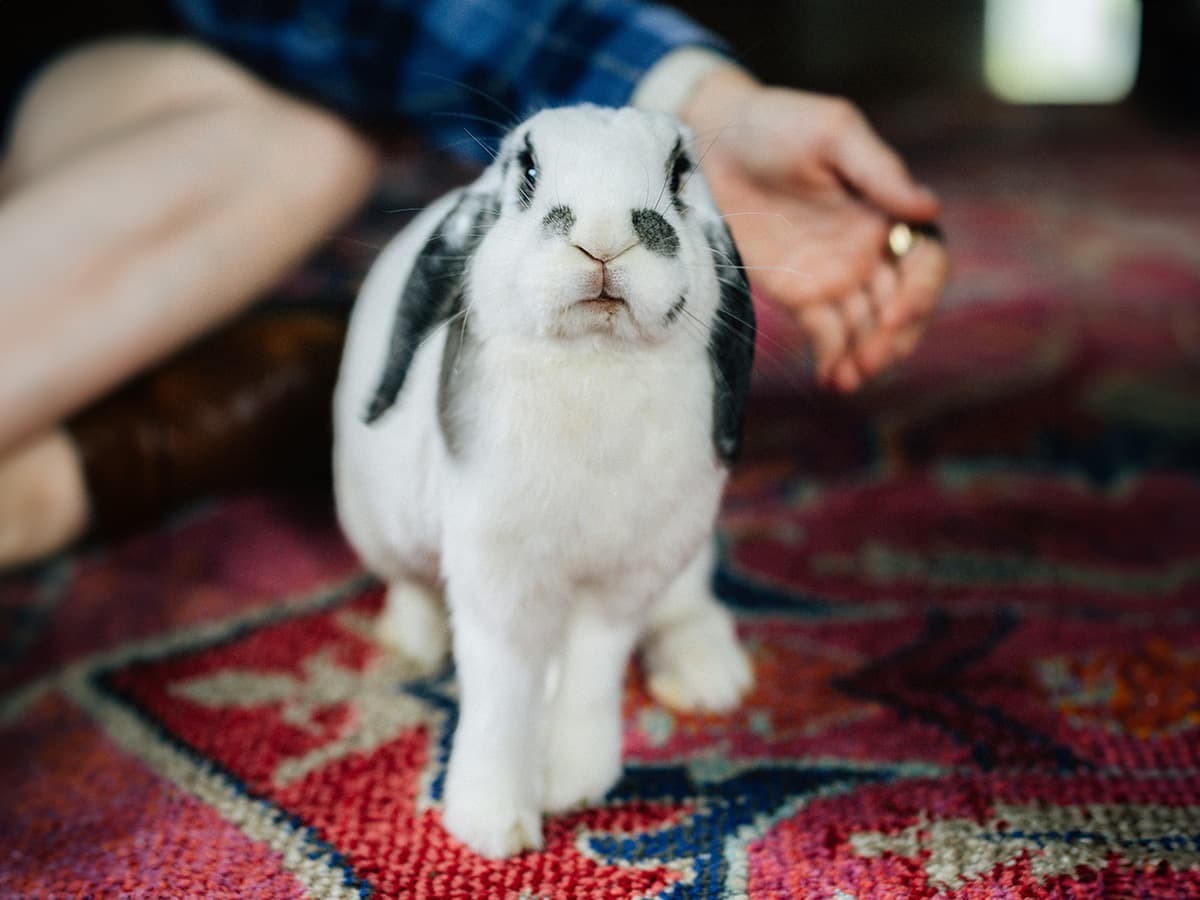 Rabbit hanging out with person