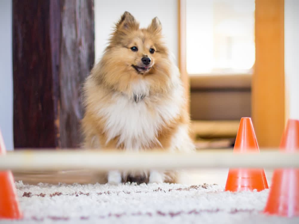 Shetland Sheepdog