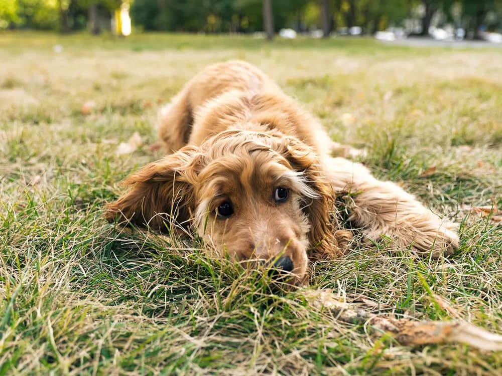 blonde cocker spaniel lying in grass