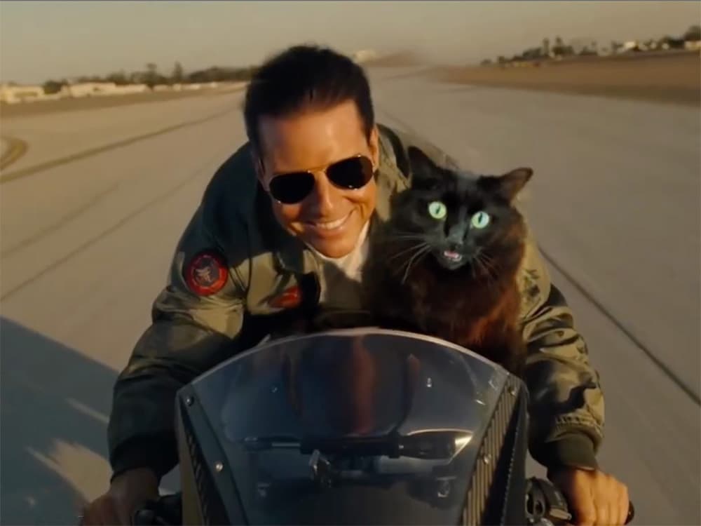 OwlKitty Is the Star of Your Favorite Oscar-Winning Films