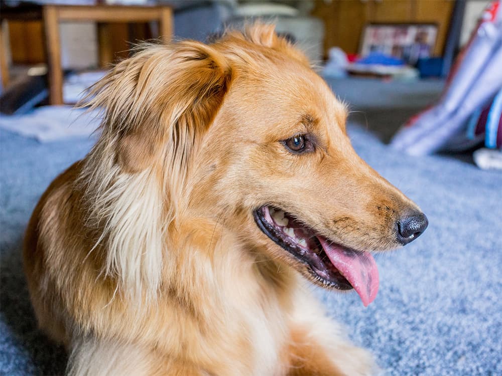 golden retriever border collie mix dog