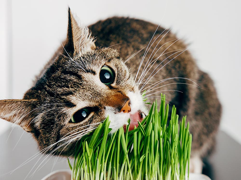 The 10 Best Non-Toxic House Plants for Cats