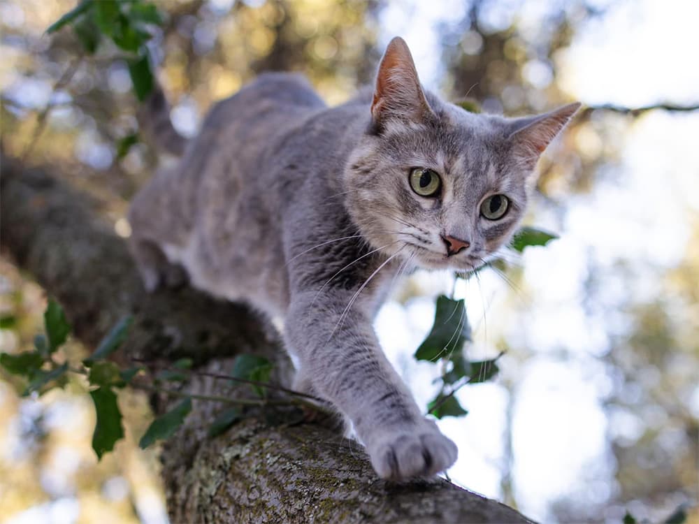 gray cat breed: domestic shorthair climbing down tree
