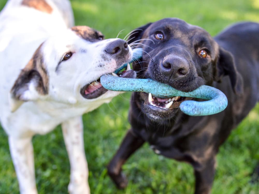How to Choose the Right Friend For Your Dog