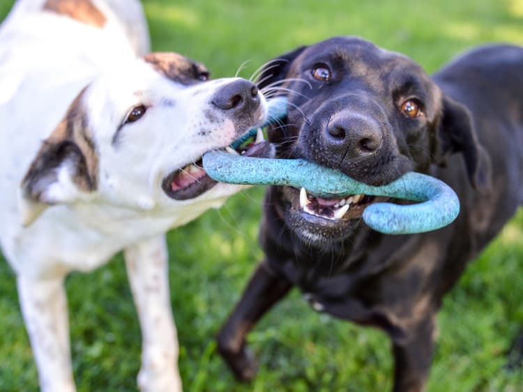 How to Choose the Right Friend For Your Dog