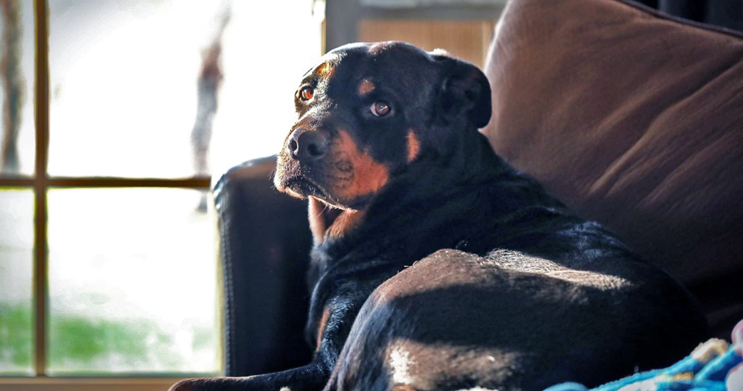 What Does It Mean to Surrender a Rottweiler?