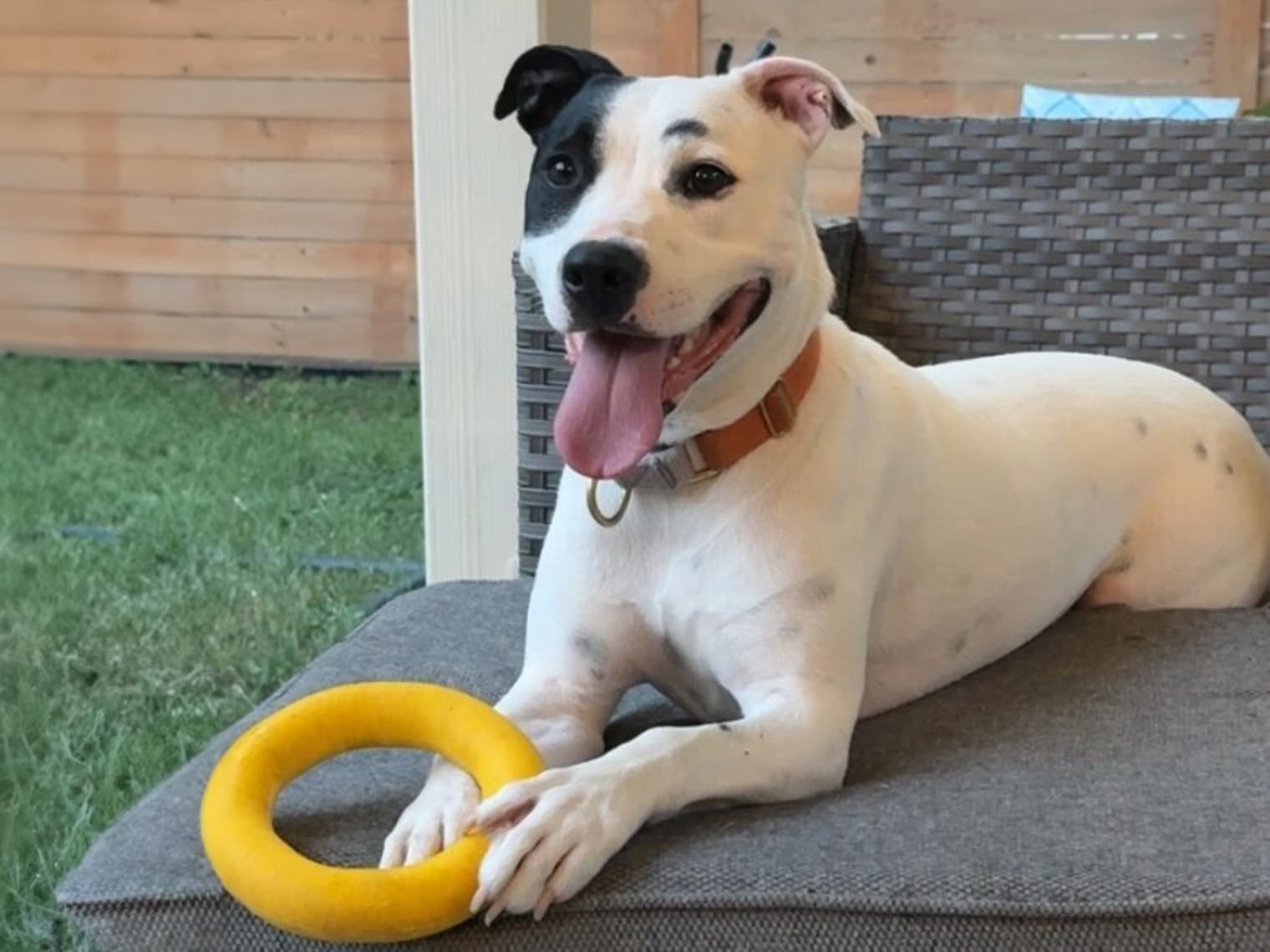 This Dog Has Been Waiting for Adoption for 1,600+ Days