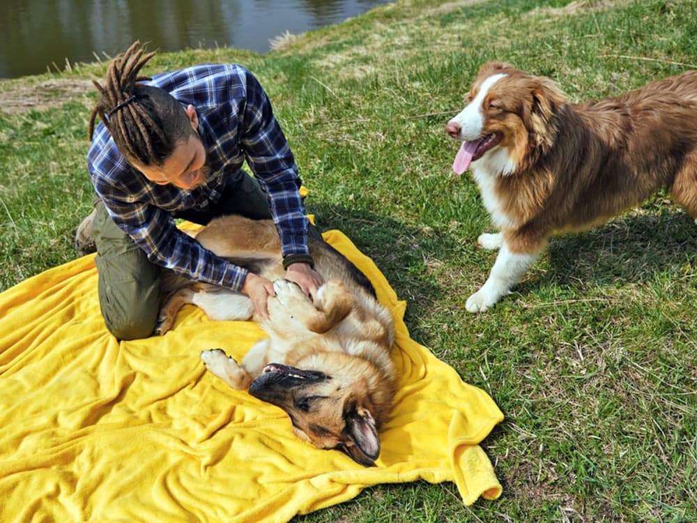 Man playing with his two dogs outside in the grass.