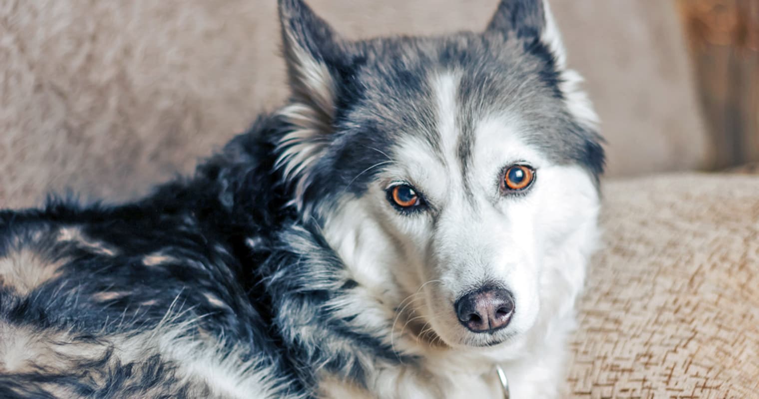 What Does It Mean to Surrender a Husky?