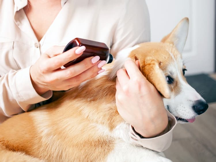 How to Kill Fleas Instantly