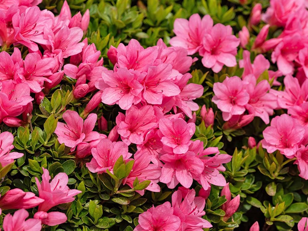 Azalea