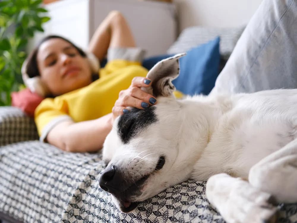 relaxing with new dogs
