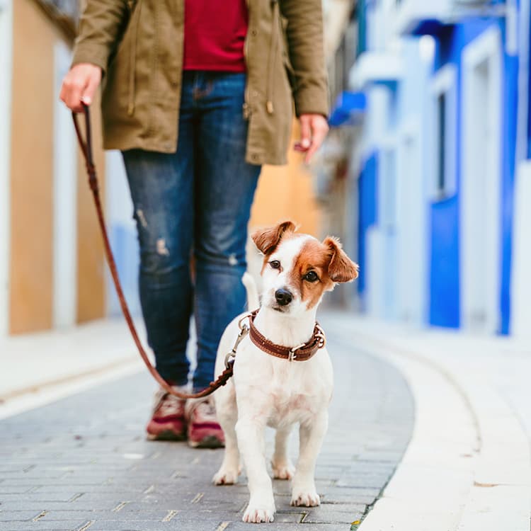 5 Common Cues That Are Completely Confusing Your Dog