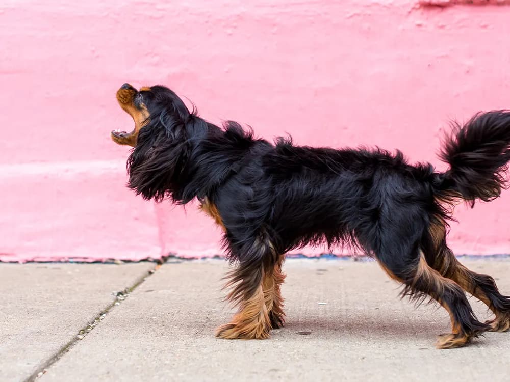 How Do You Stop a Dog From Barking?