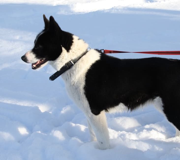 A purebred Karelian Bear Dog standing in the snow.
