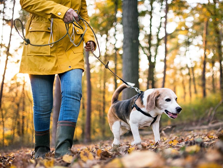Why Your Dog Suddenly Picked Up a Strange New Habit
