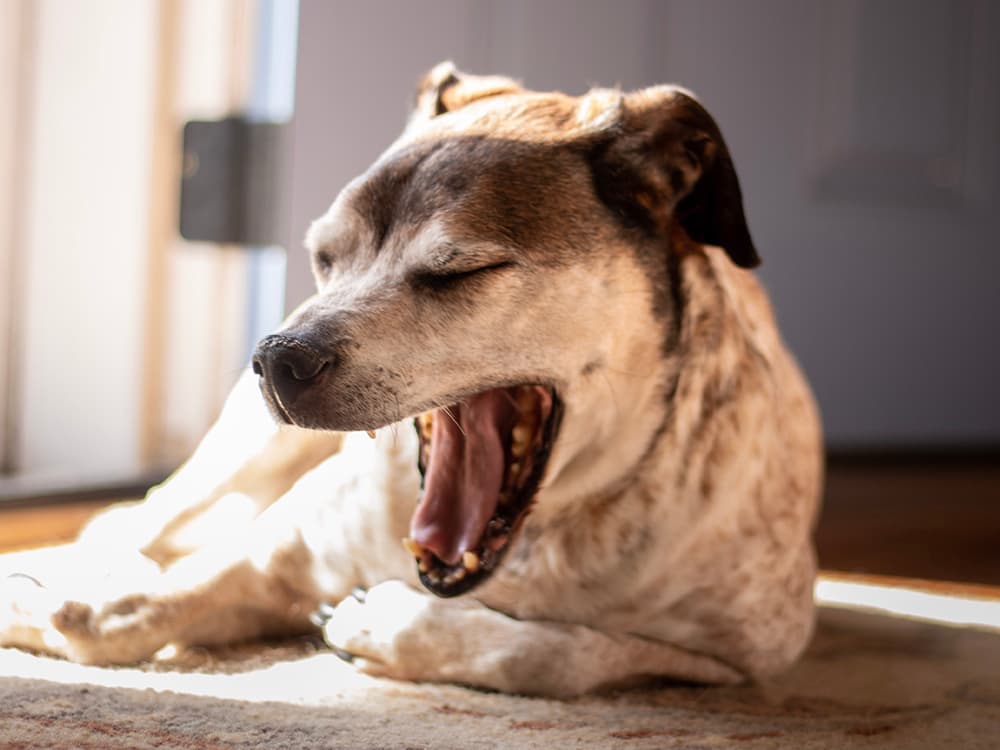 Old dog yawns while sunbathing in front of an open door