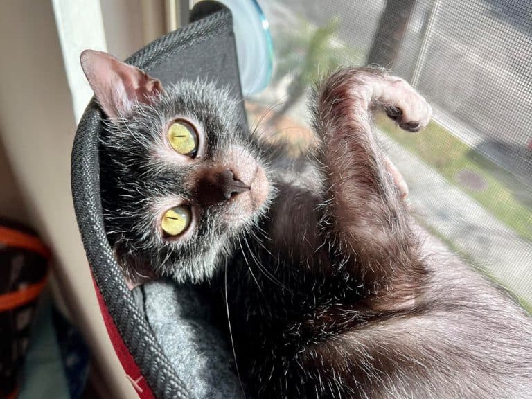 hairless Lykoi
