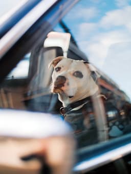 It’s Illegal to Leave Your Pet in a Hot Car In These States
