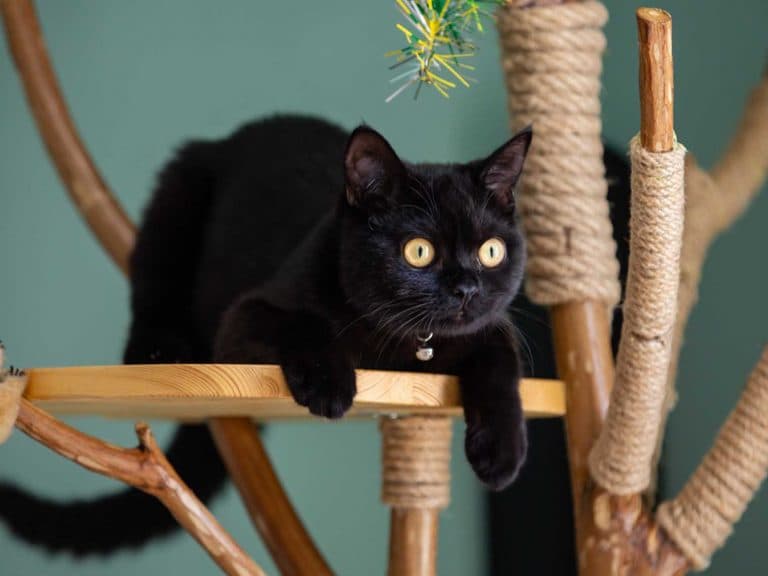 black british Shorthair