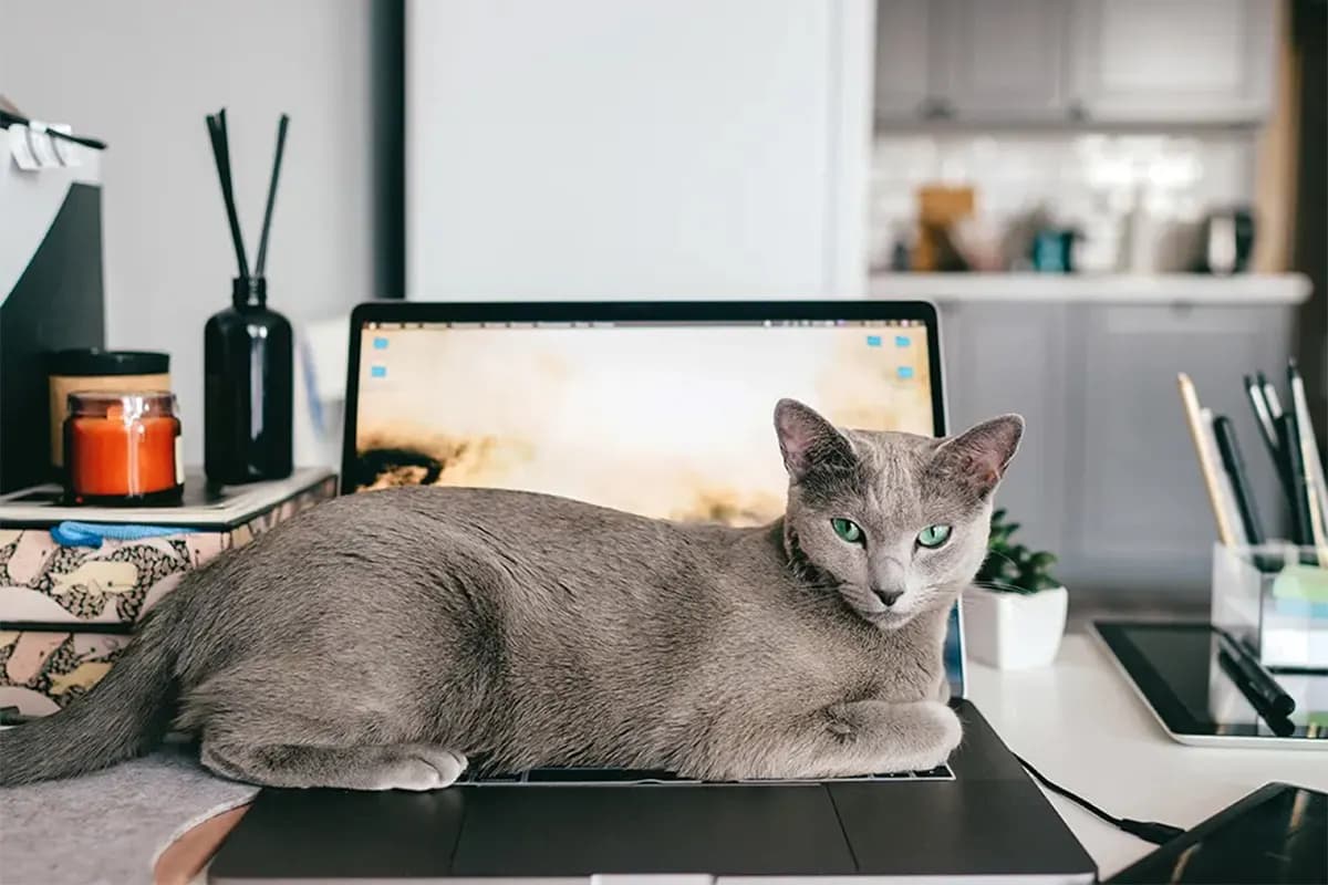 cat sitting on someones computer
