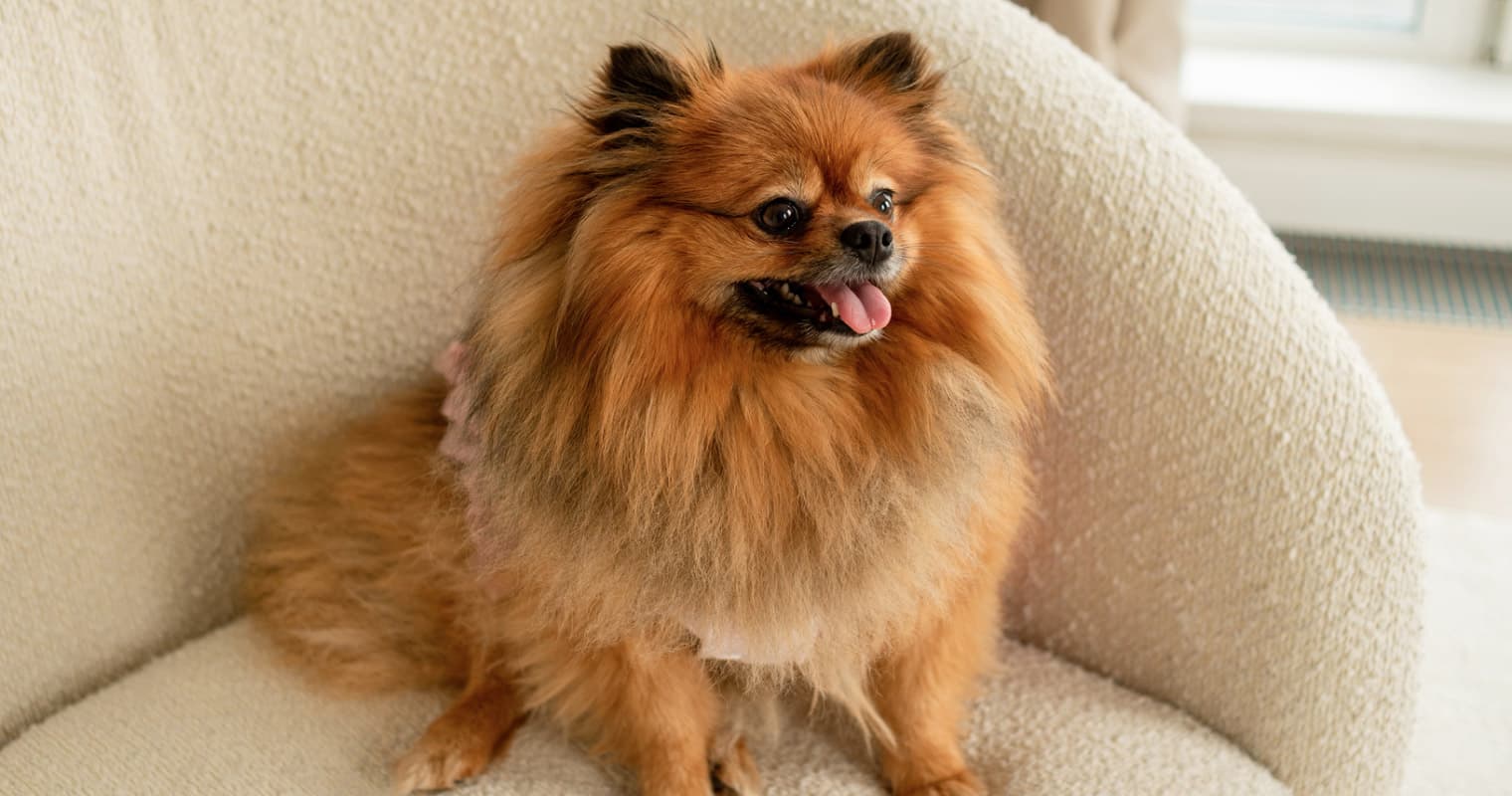 Pomeranian Mixes: What to Know Before You Adopt