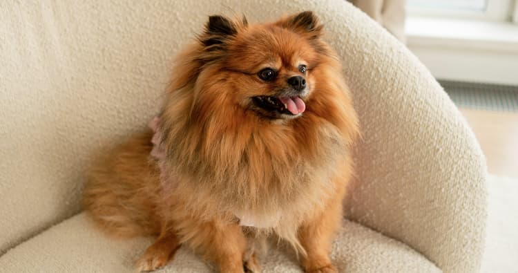 Pomeranian Mixes: What to Know Before You Adopt
