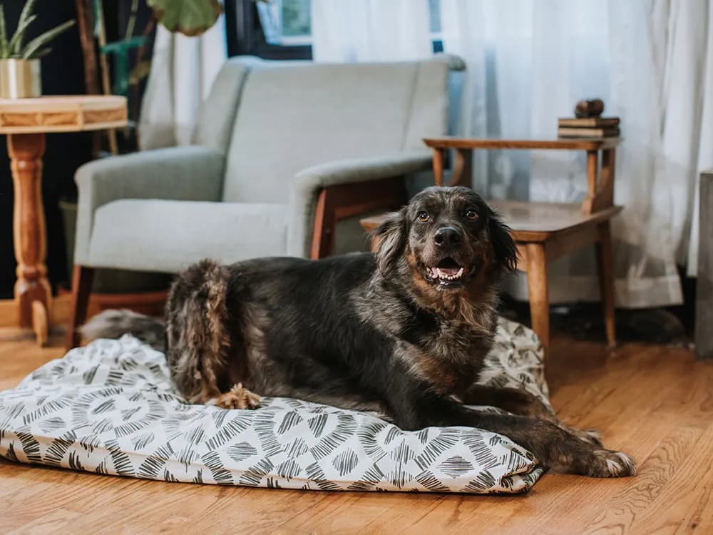 dog lying on a bed