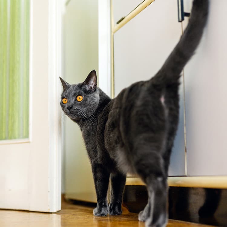 Cat Spraying: Let’s Talk About Causes and Fixes That Actually Work