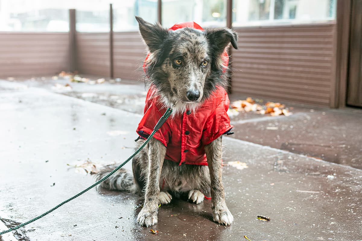 How to Prepare Your Pet for a Potentially Record-Breaking El Niño