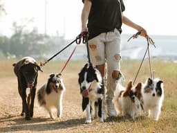 Breed Does Not Equal Behavior—Here’s Why