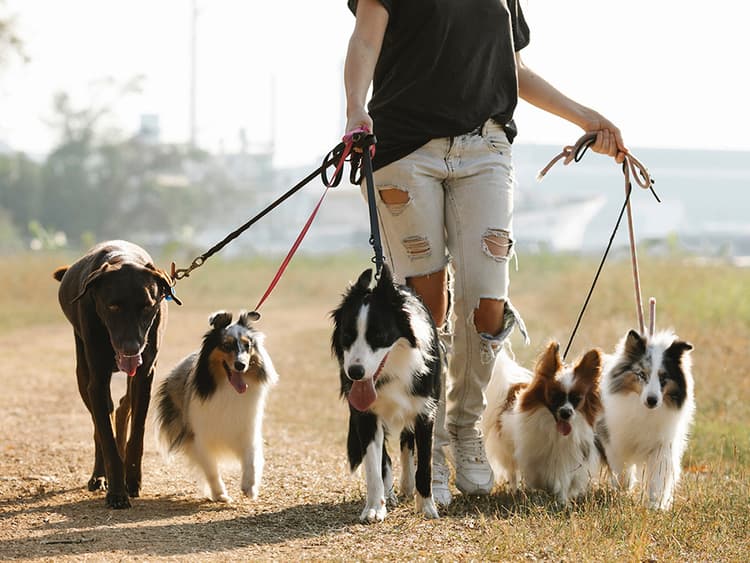 Breed Does Not Equal Behavior—Here’s Why
