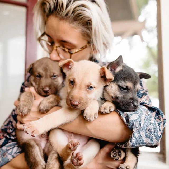 foster parent of dogs