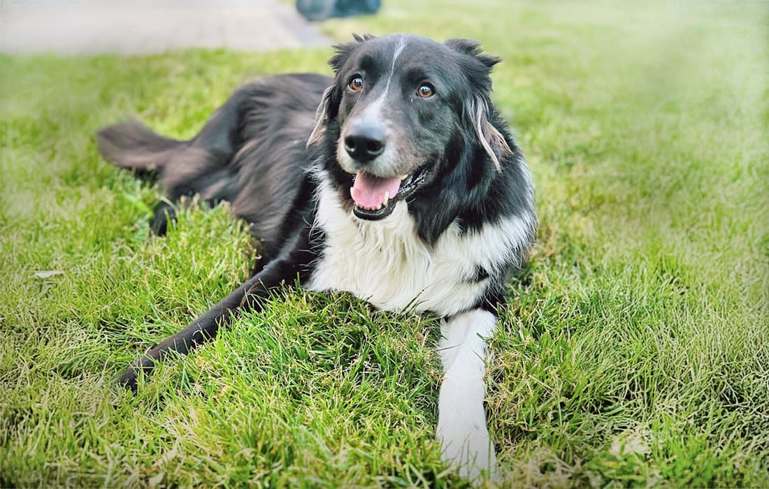 Cute Aussie Border mixed breed dog outside in the grass.
